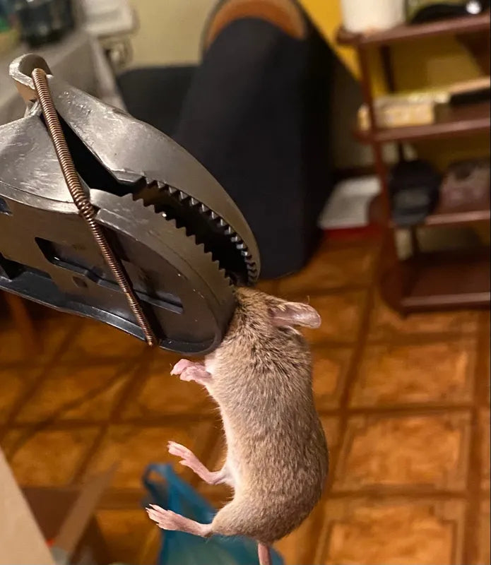 🇪🇸 Trampa para ratones moderna con alta sensibilidad y una fuerza de mordida de 90N