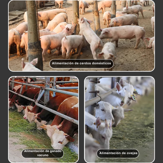 [🎁 Accesorios de instalación gratuitos] Triturador de hierba y verduras para aves y ganado