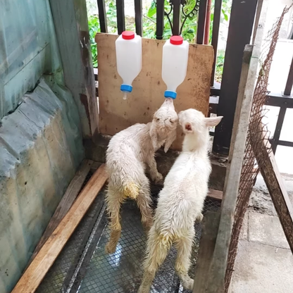 Biberón automático colgante para corderos, cabritos y terneros — leche y agua en un solo uso, manos libres cada día