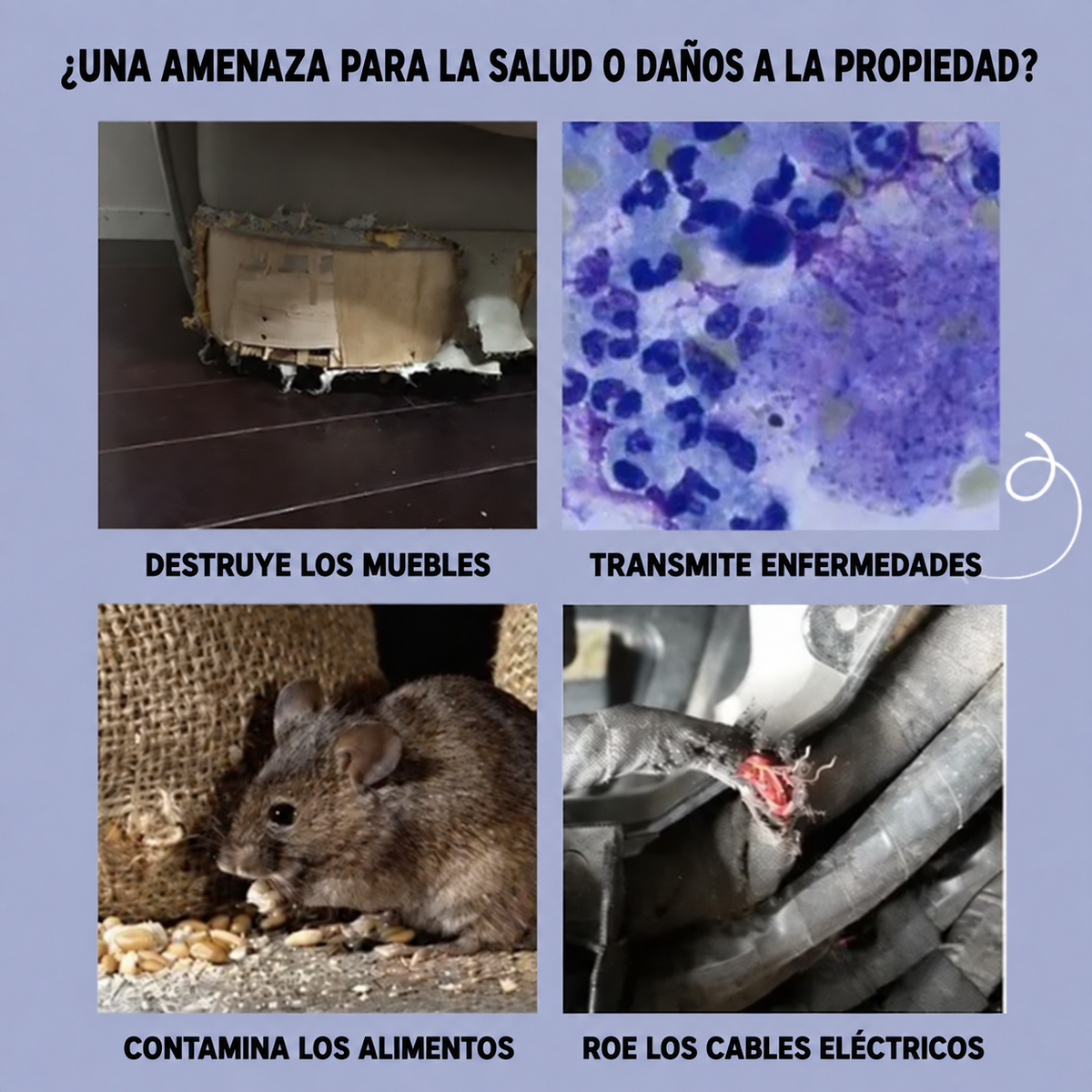 BestSeller™ - Gabbia Trappola Umana Per Topi, Mouse E Scoiattoli Vivi